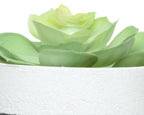 Succulent in contemporary pot with feet