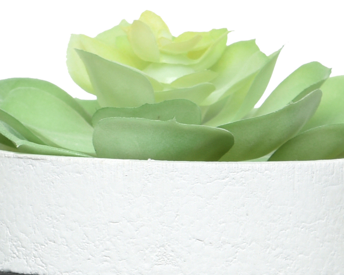 Succulent in contemporary pot with feet
