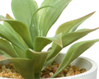 Succulent in contemporary pot with feet