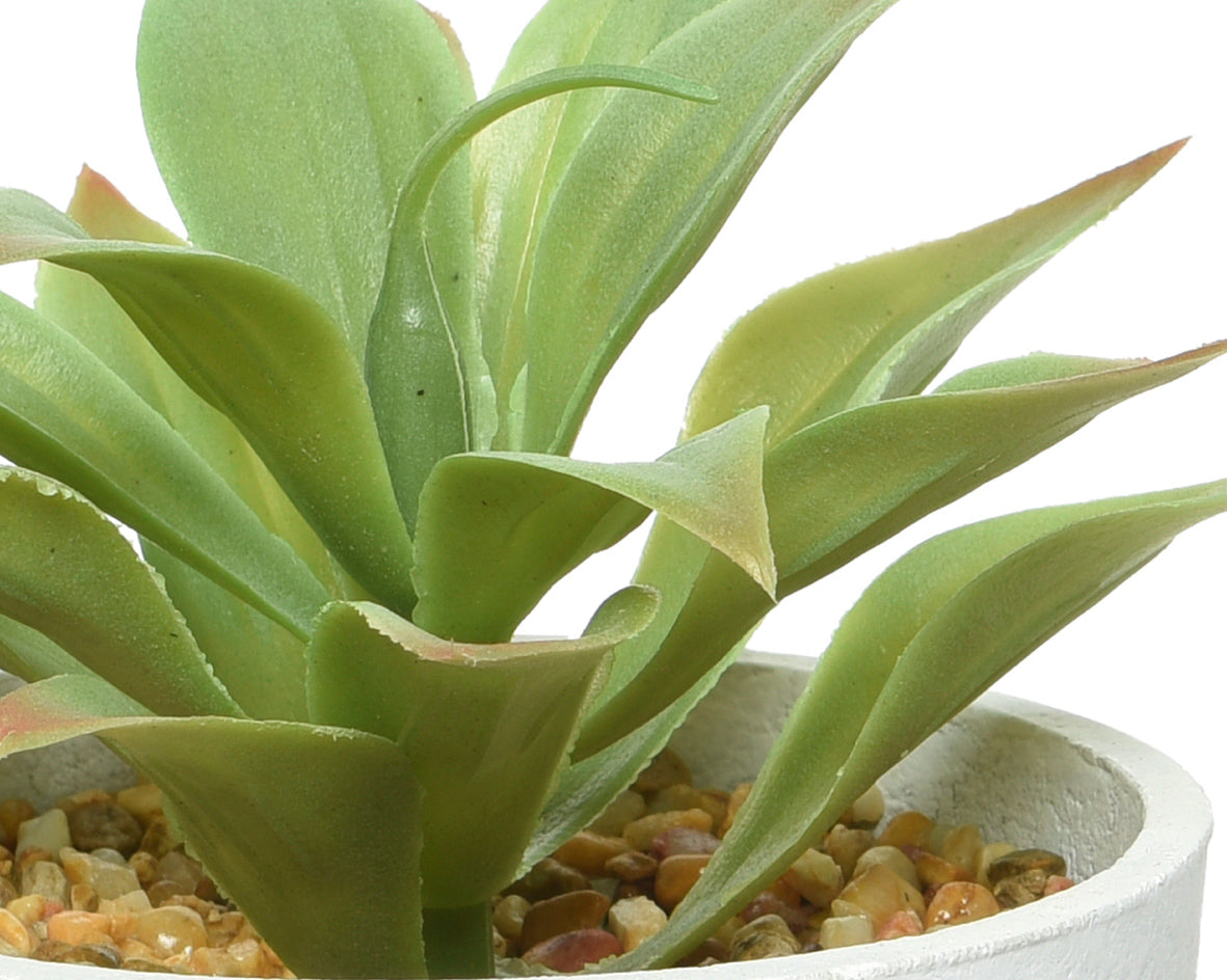 Succulent in contemporary pot with feet