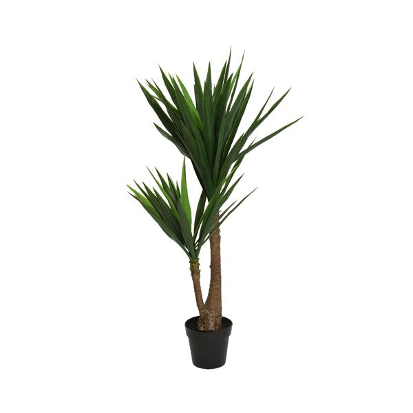 Yucca plant in pot