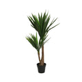 Yucca plant in pot