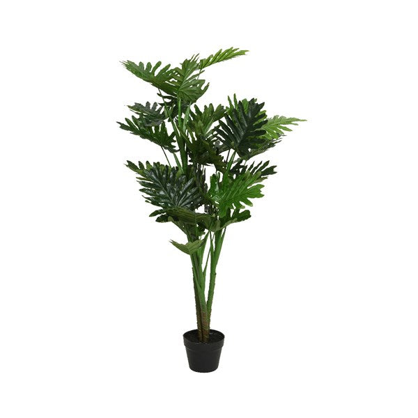 Phildendron plant in pot