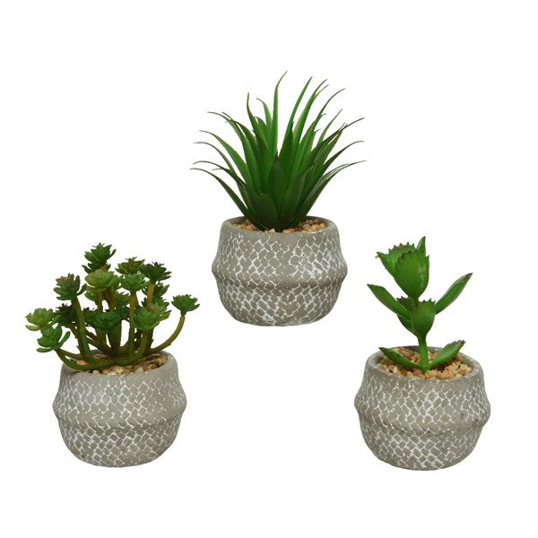 Succulent in plant pot