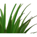 Succulent in plant pot
