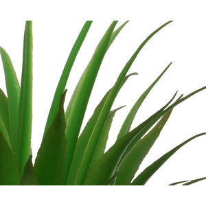Succulent in plant pot