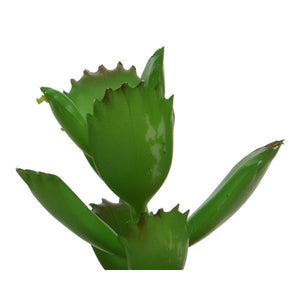 Succulent in plant pot