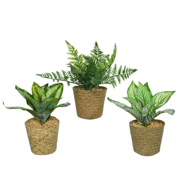 Mini plant in rattan pot