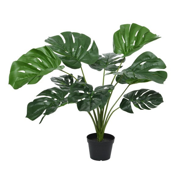 Medium monstera plant in pot