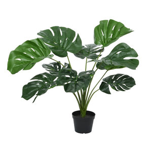 Medium monstera plant in pot