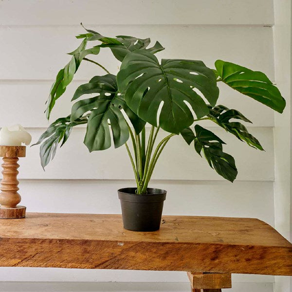 Medium monstera plant in pot