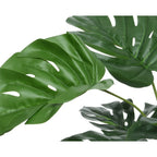 Medium monstera plant in pot