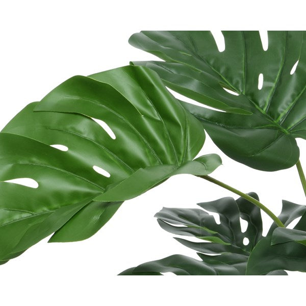 Medium monstera plant in pot
