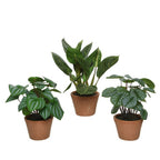 Large leaf plant in rustic pot
