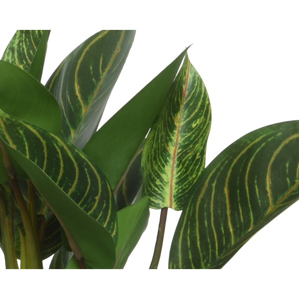 Large leaf plant in rustic pot