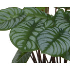 Large leaf plant in rustic pot