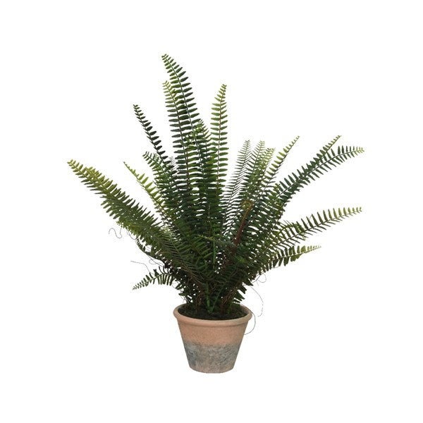Large fern in rustic pot