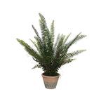 Large fern in rustic pot