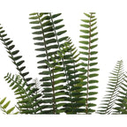Large fern in rustic pot