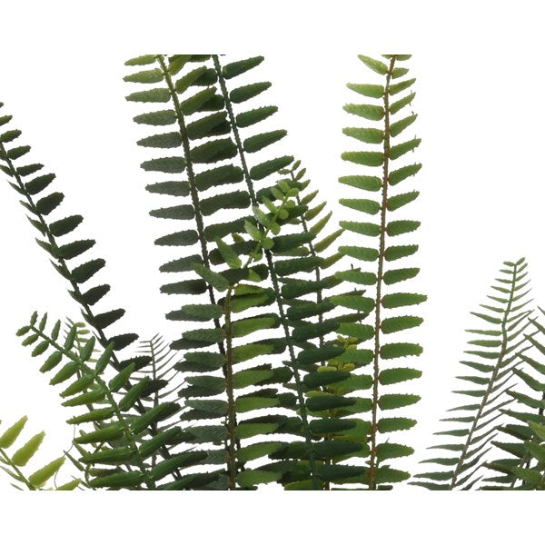Large fern in rustic pot