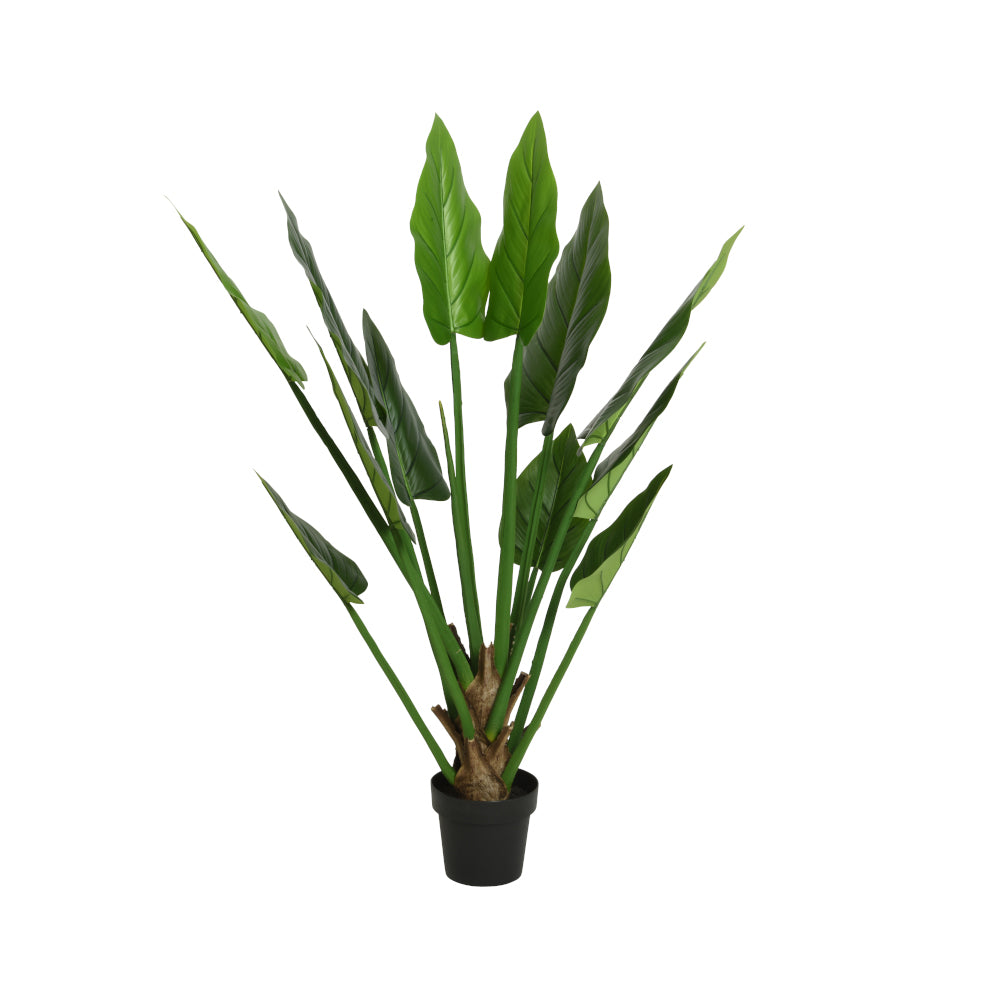Strelitzia plant in pot