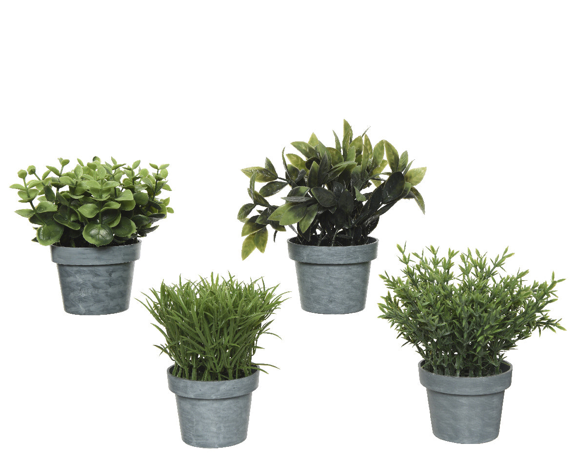 Mini plants in grey pot (Variety of 4)