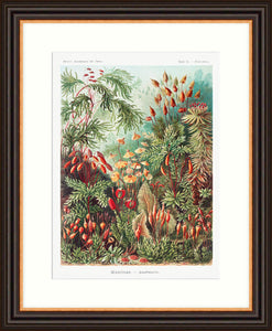 'Muscinae' - Ernest Haeckel
