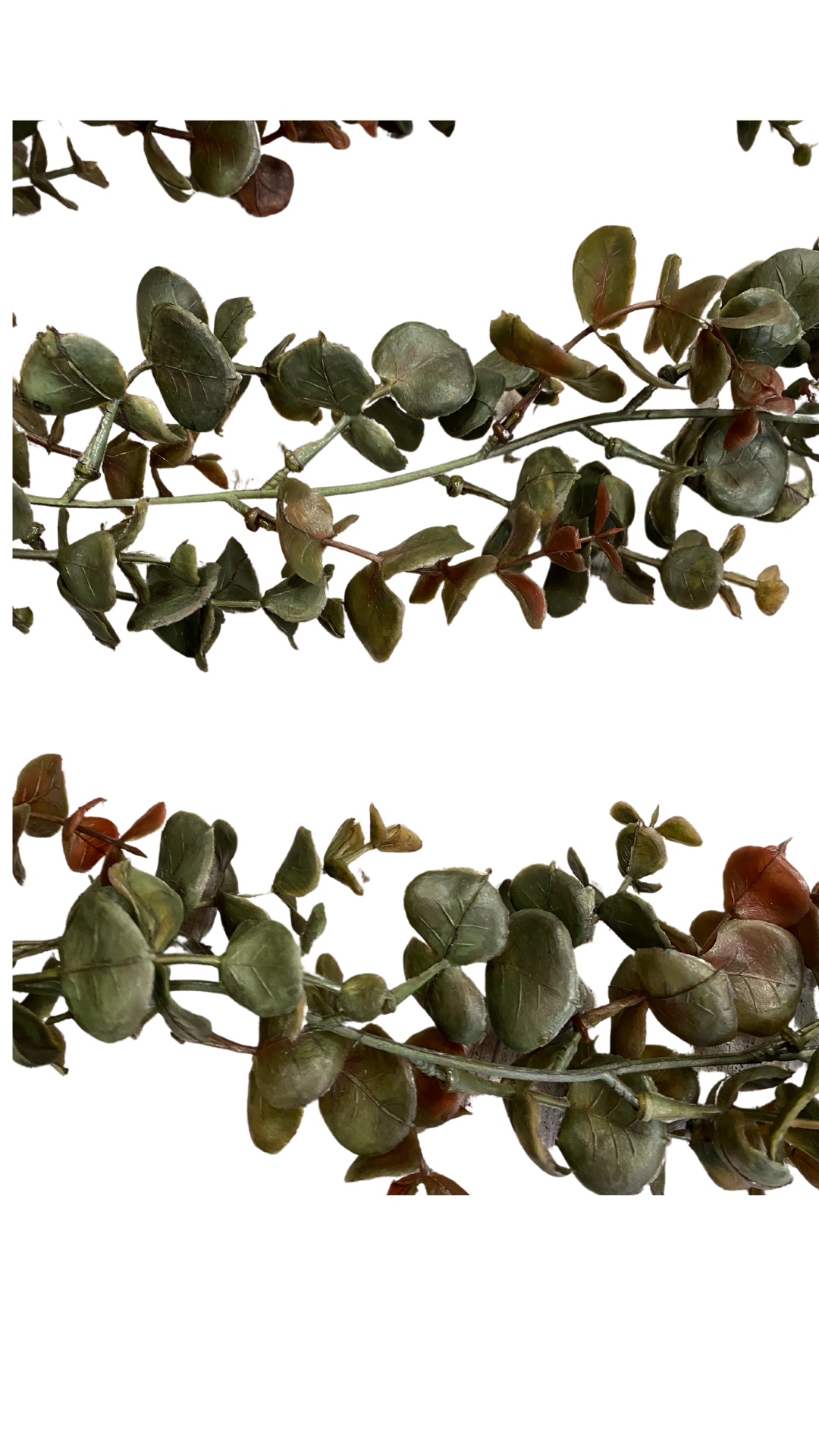 Dark toned Hanging Eucalyptus