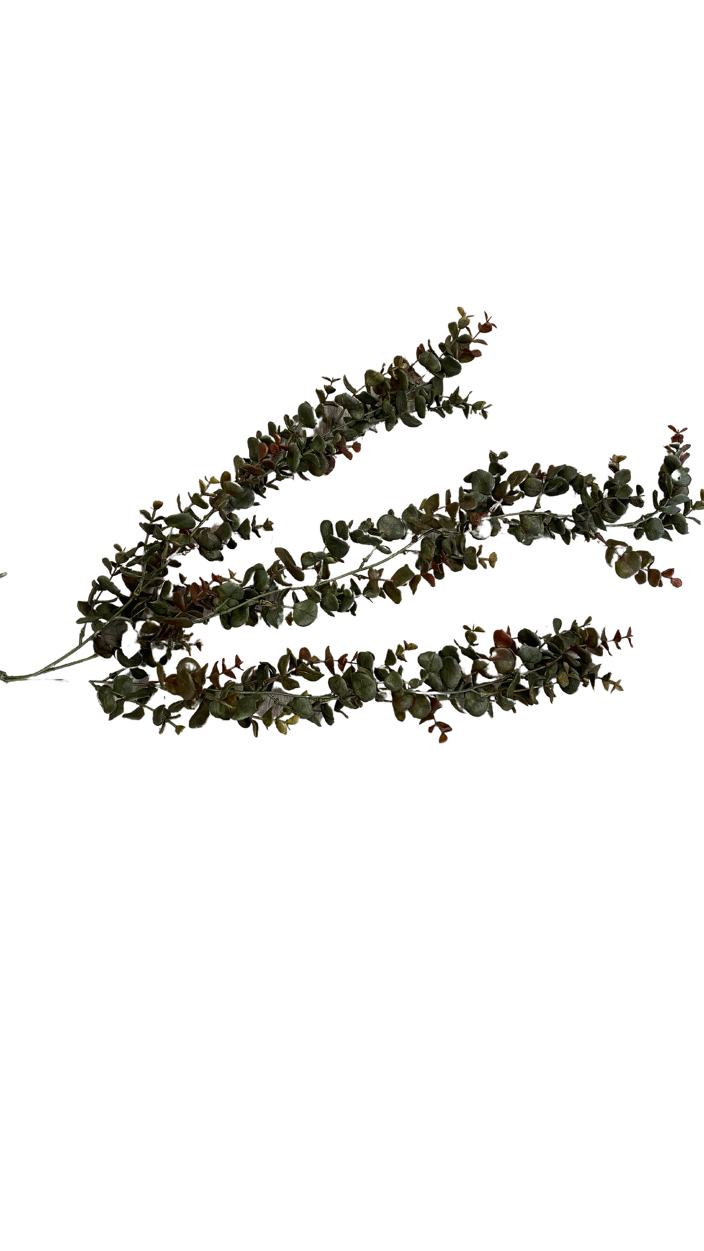 Dark toned Hanging Eucalyptus