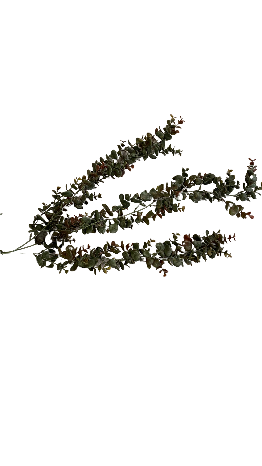 Dark toned Hanging Eucalyptus