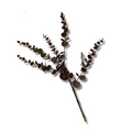 Jade eucalyptus stem purple
