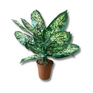 Potted dieffenbachia plant