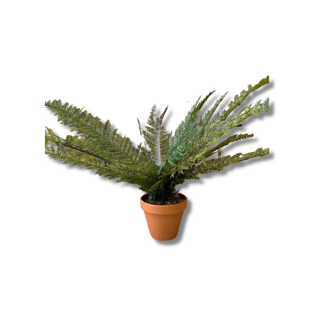 Potted boston fern plant