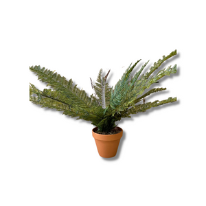Potted boston fern plant