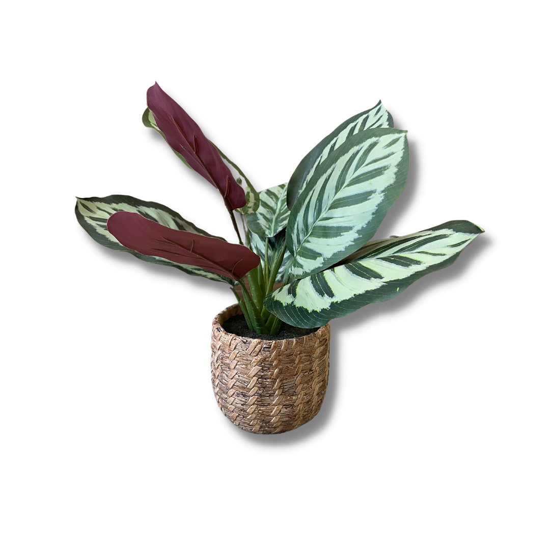 Calathea plant in rattan style pot