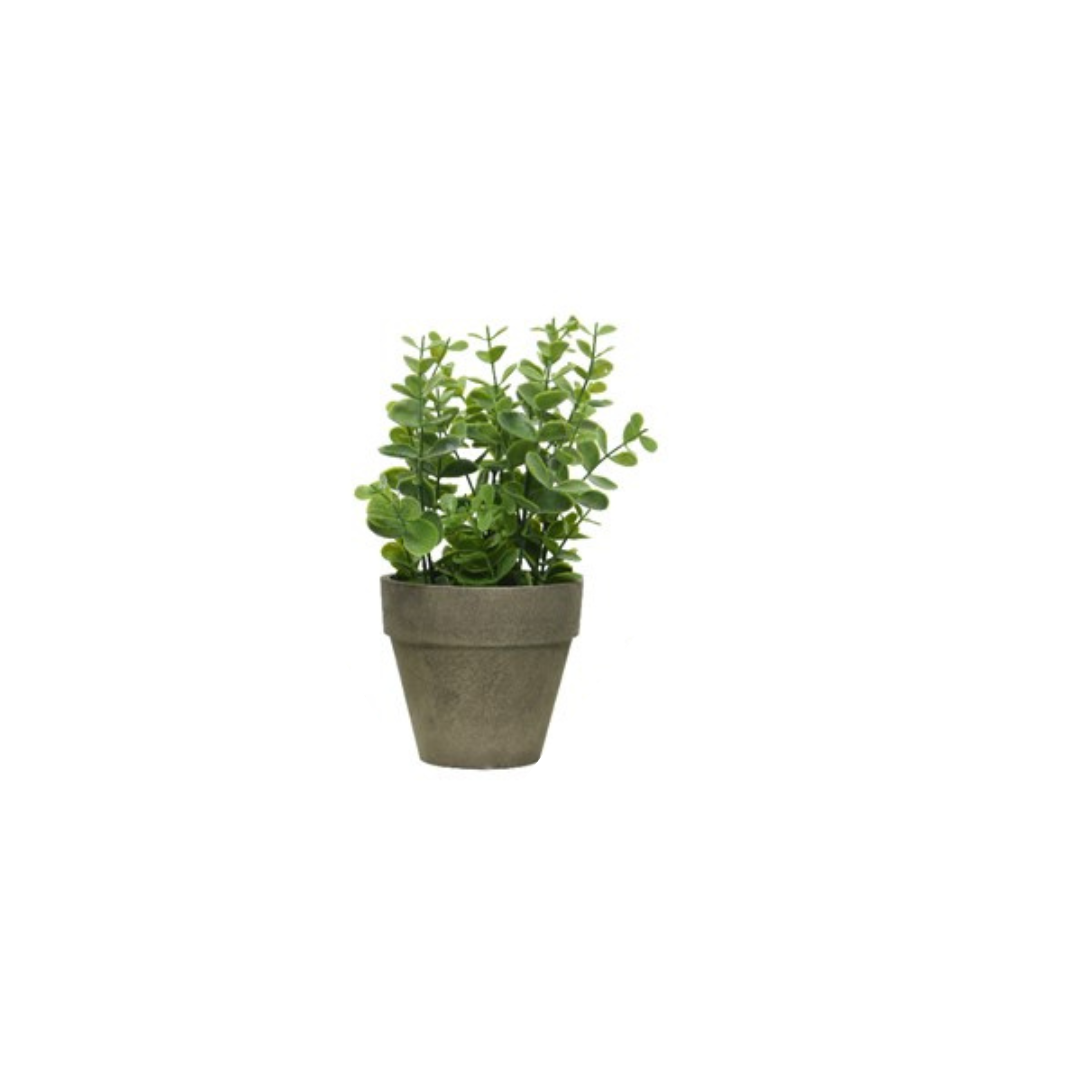 Plant in rustic grey pot