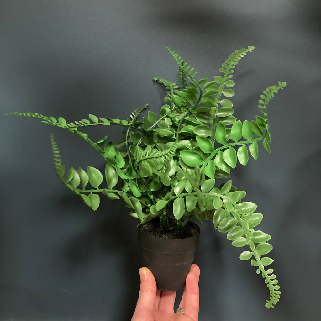 Mini potted fern (3 styles)