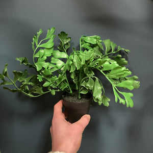 Mini potted fern (3 styles)