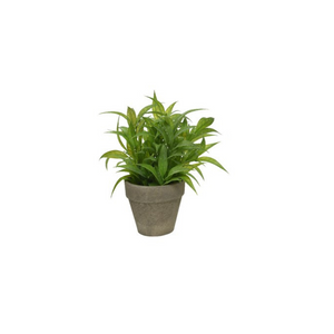 Plant in rustic grey pot