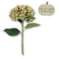 Antiqued green giant hydrangea