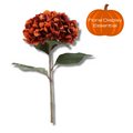 Russet giant hydrangea