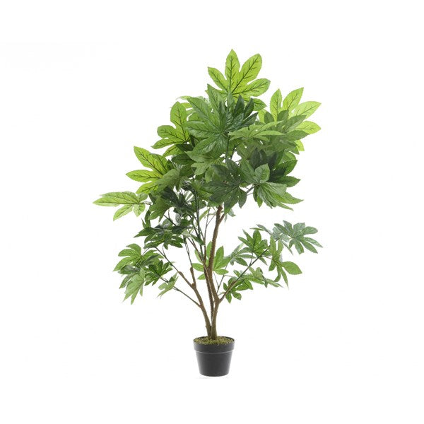 Aralia in pot