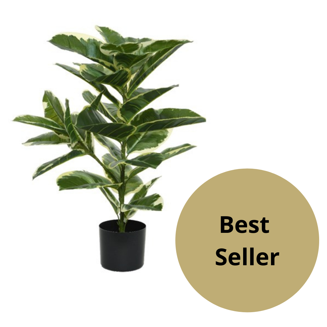 Rubber plant in pot