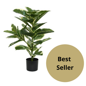 Rubber plant in pot