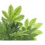 Aralia in pot