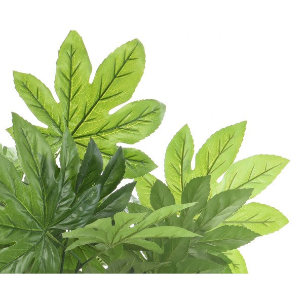 Aralia in pot