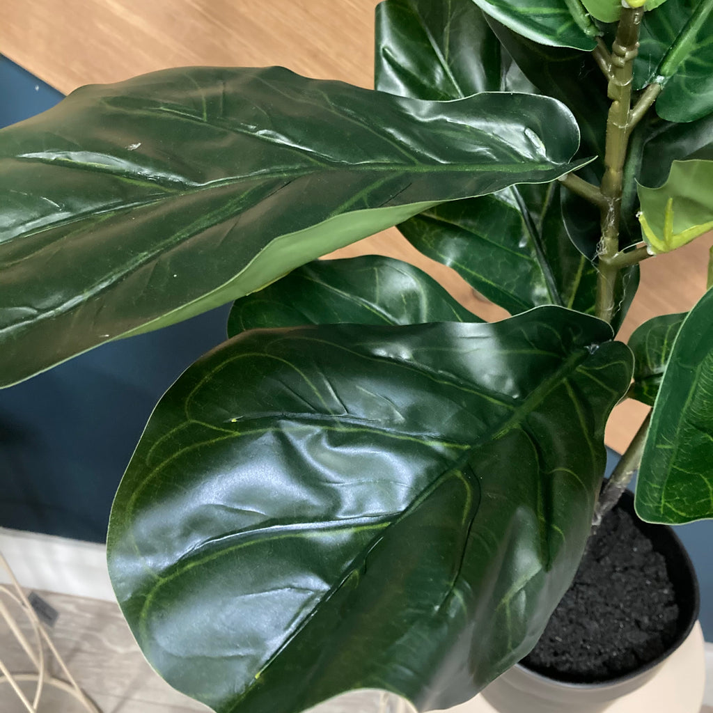 Fig tree in pot