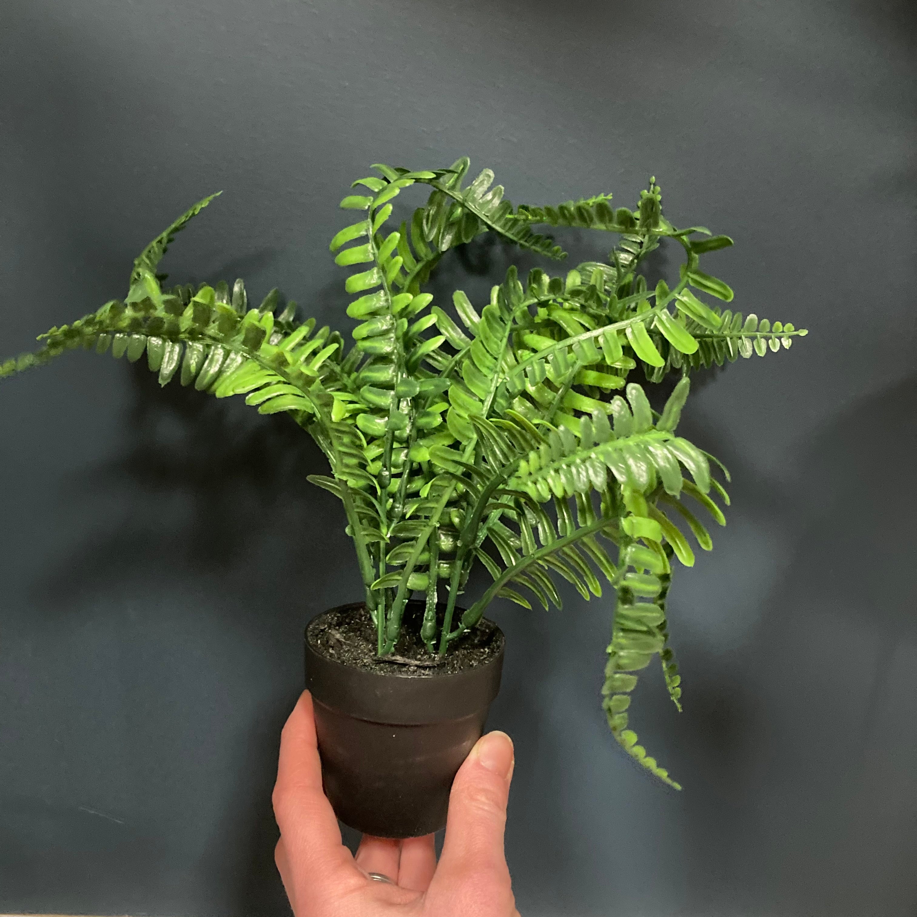 Mini potted fern (3 styles)