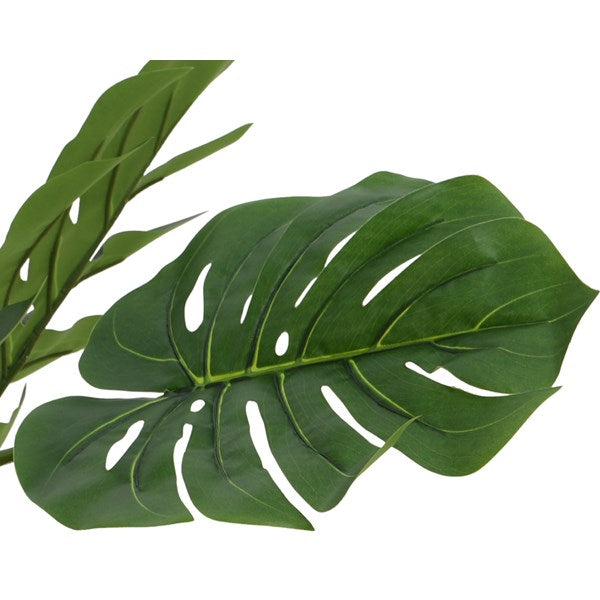Monstera in pot