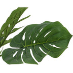 Monstera in pot